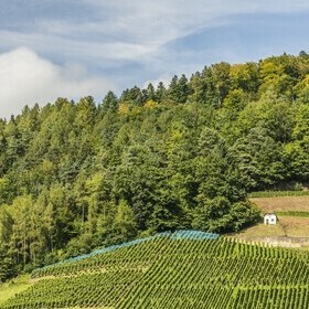 Weinreben und H�gel im Glottertal im Schwwarzwald